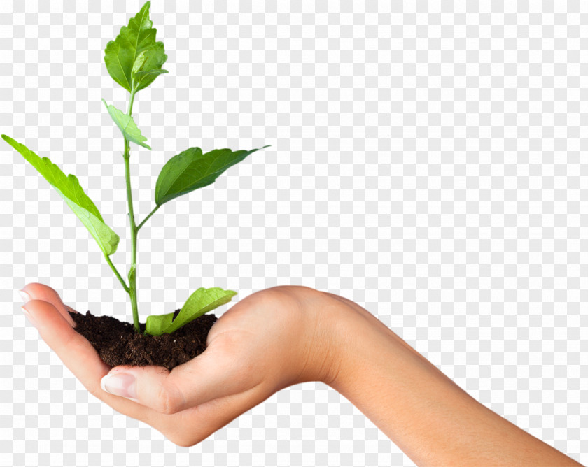 SOIL Plant Stock Photography Royalty-free Hand PNG