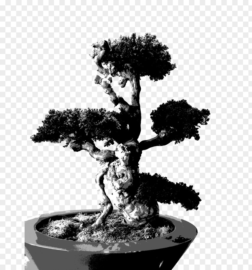 Bonsai Sageretia Theezans Monochrome Photography Tree Houseplant PNG