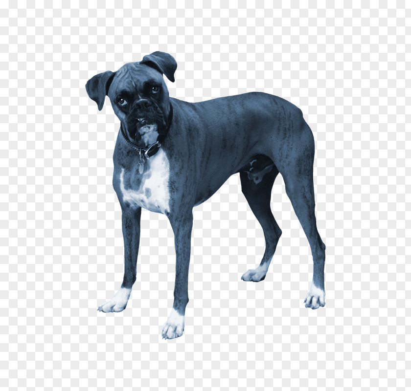 Dog Breed Cane Corso Bulldog Rare (dog) Great Dane PNG