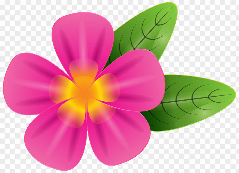 Pink Flower Plumeria Alba Free Clip Art PNG