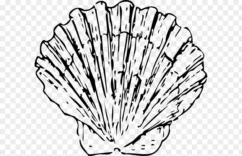 Shell Outline Seashell Clam Blue Clip Art PNG