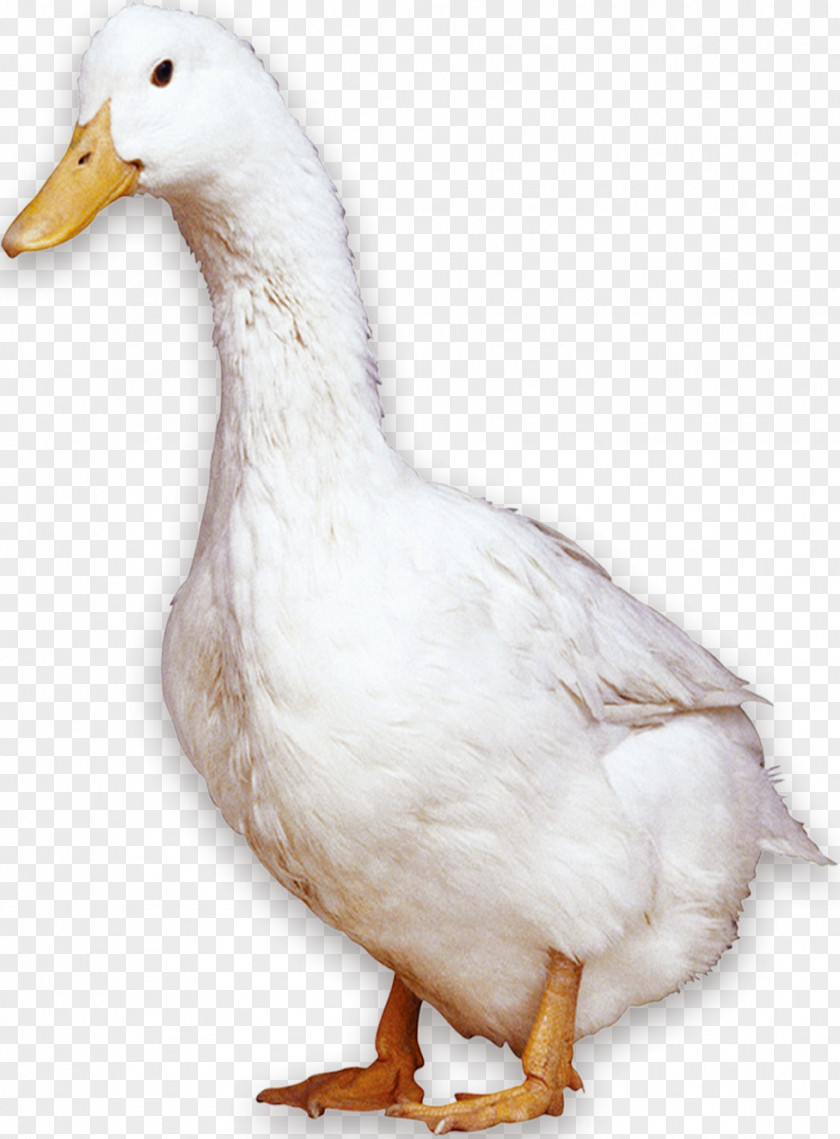 White Duck American Pekin Peking Bird Domestic Goose PNG