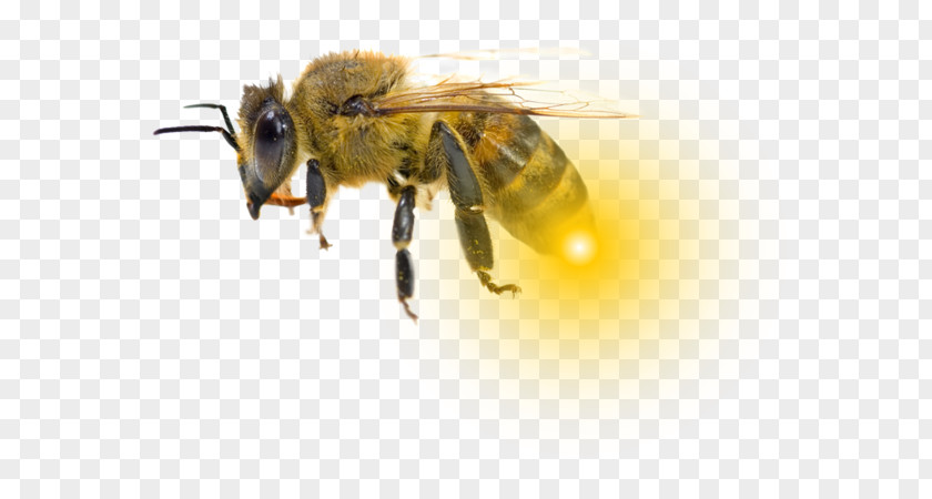 Bee Honey Bumblebee کاروفناوری کلاله Hornet PNG