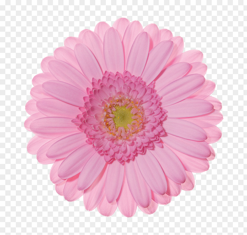 Gerbera Jamesonii Pink Cut Flowers Color PNG