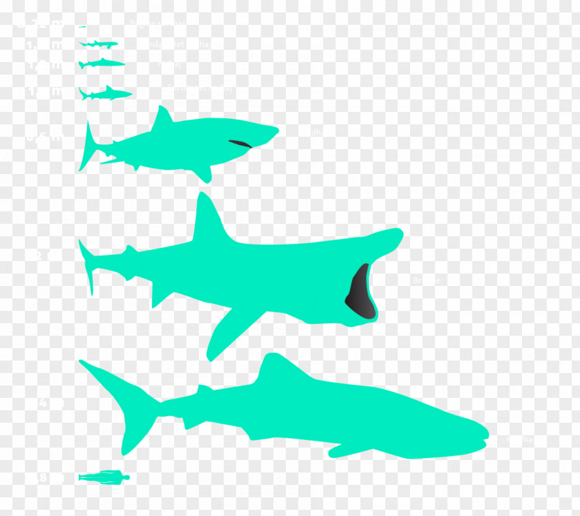 Shark Requiem Sharks Great White Basking Whale PNG