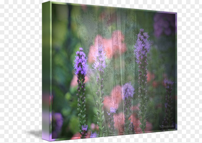 Violet English Lavender Wildflower PNG