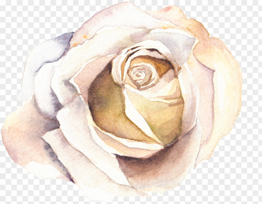Watercolor Rose Watercolour Flowers Painting PNG