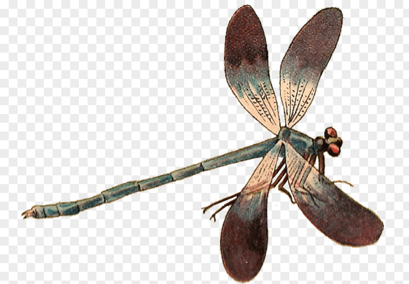Dragonfly Insect Damselflies PNG
