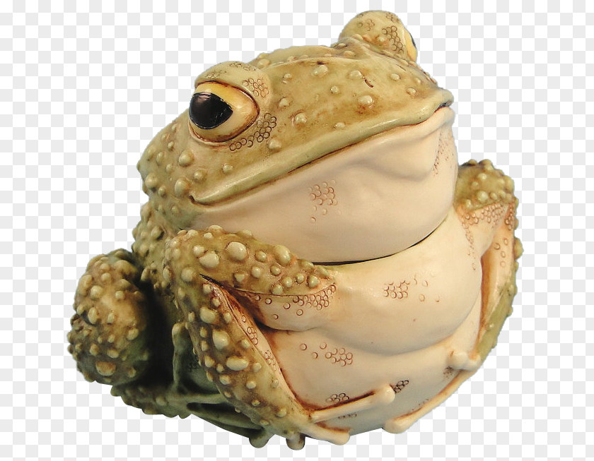 Frog American Bullfrog Toad Amphibians True PNG