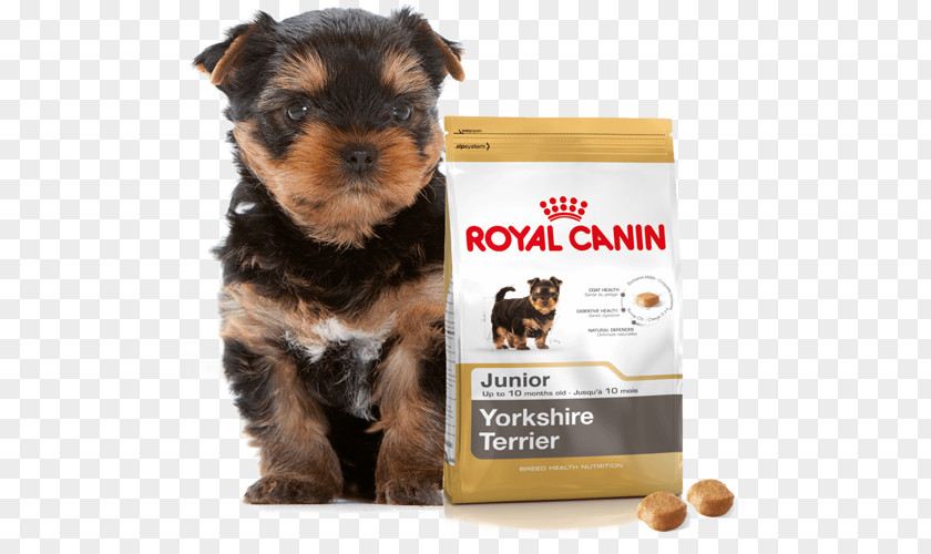 Puppy Yorkshire Terrier Cat Kitten Dog Food PNG