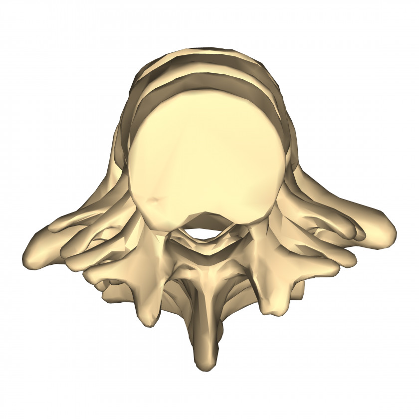 Superior Nose Jaw Skull Ear Cartoon PNG