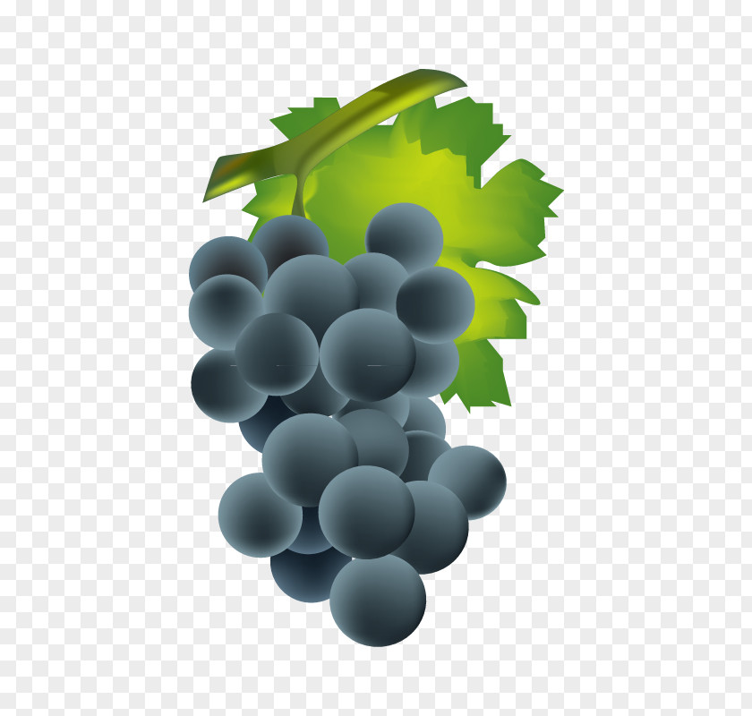 Vector Grapes Common Grape Vine Wine Euclidean PNG