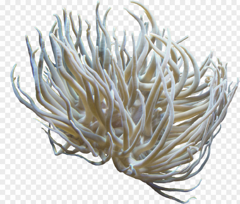 Anemone Clip Art PNG