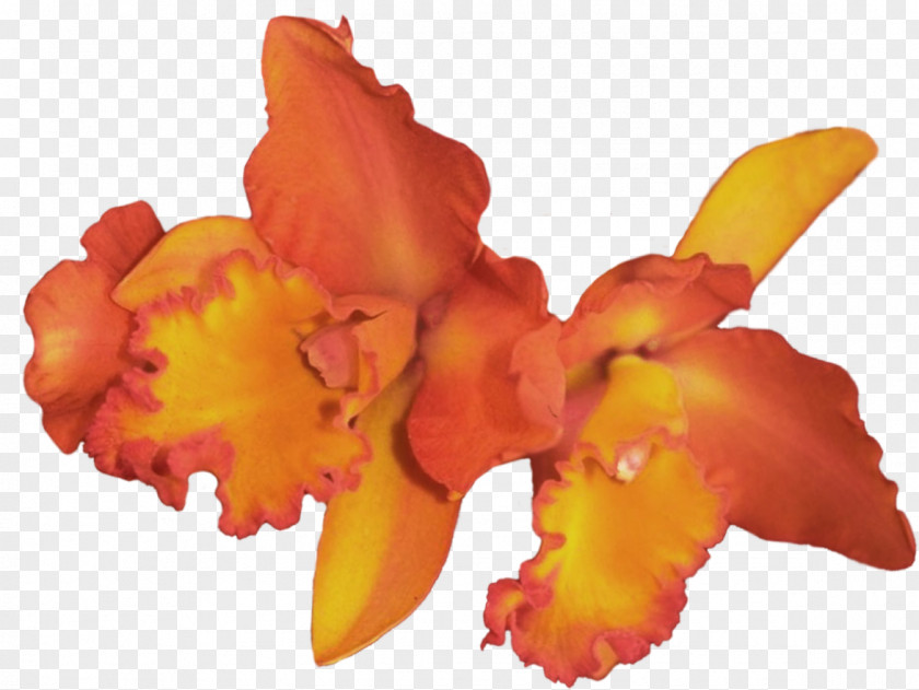 Beautiful Orchids Clip Art Flower Adobe Photoshop PNG