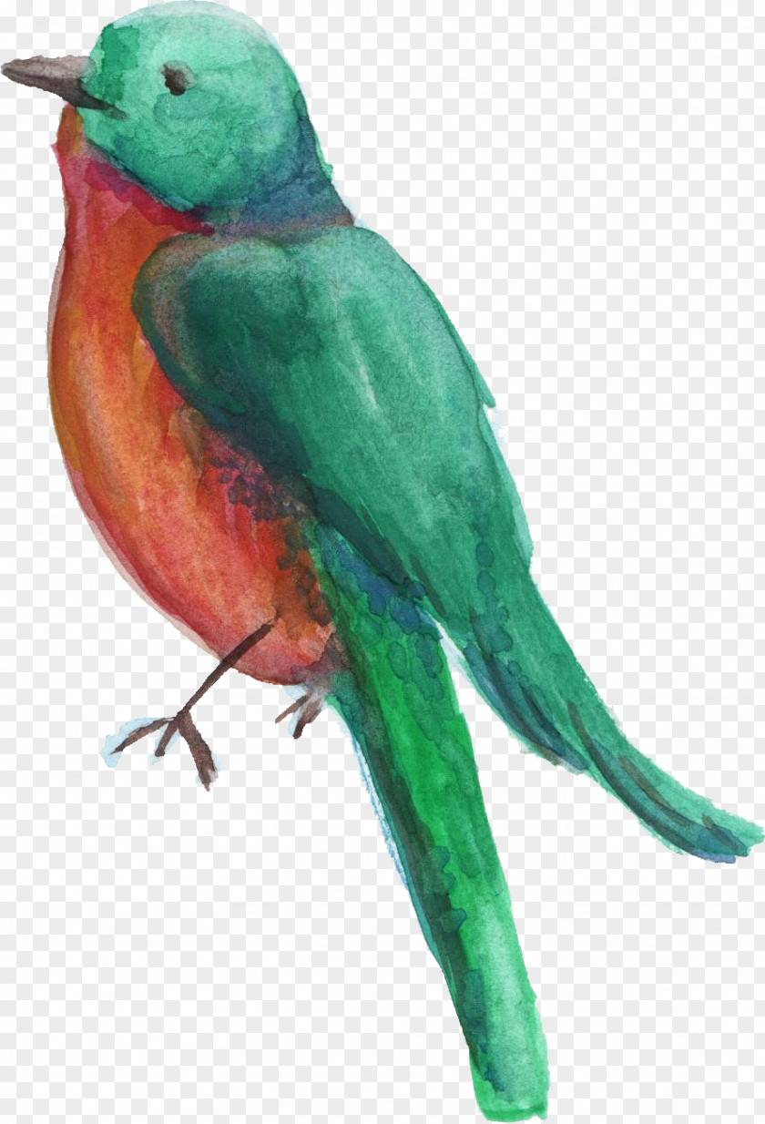 Bird Parrot Parakeet Transparent Watercolor Wheel Painting PNG