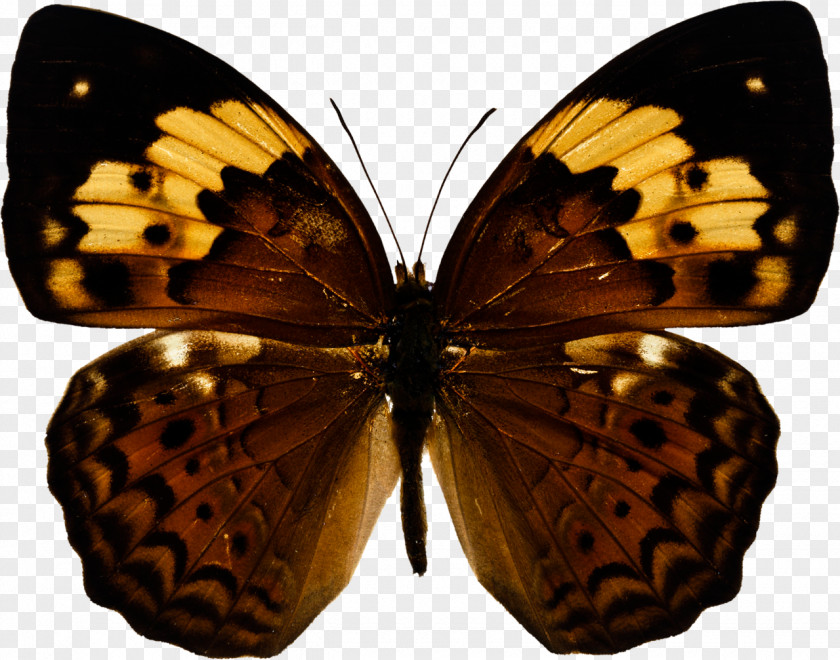 Butterfly Photography Insect PNG