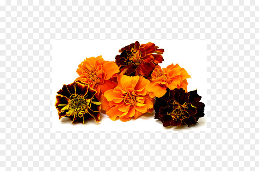 Flower Mexican Marigold Puja Lutein Seed PNG