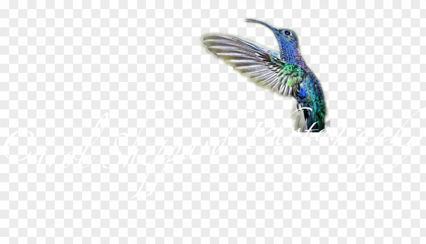 Insect Wing Feather Body Jewellery Hummingbird M PNG