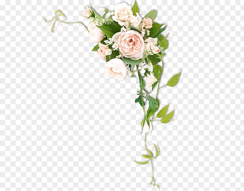 Peonies Cut Flowers Rose PNG