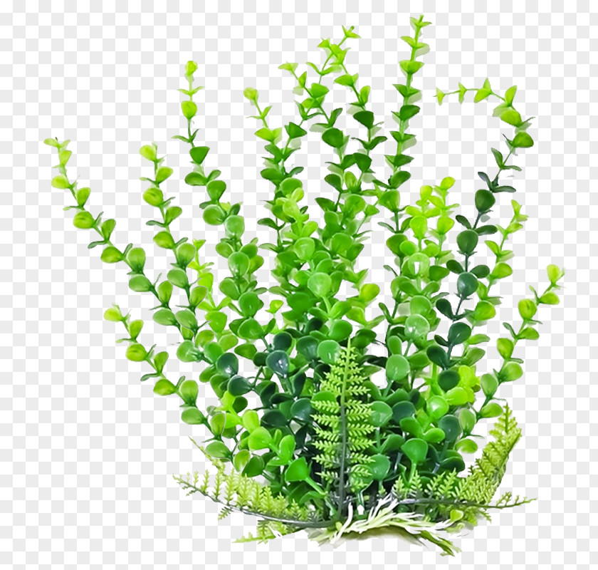 Plant Aquatic Plants Shrub Burknar PNG