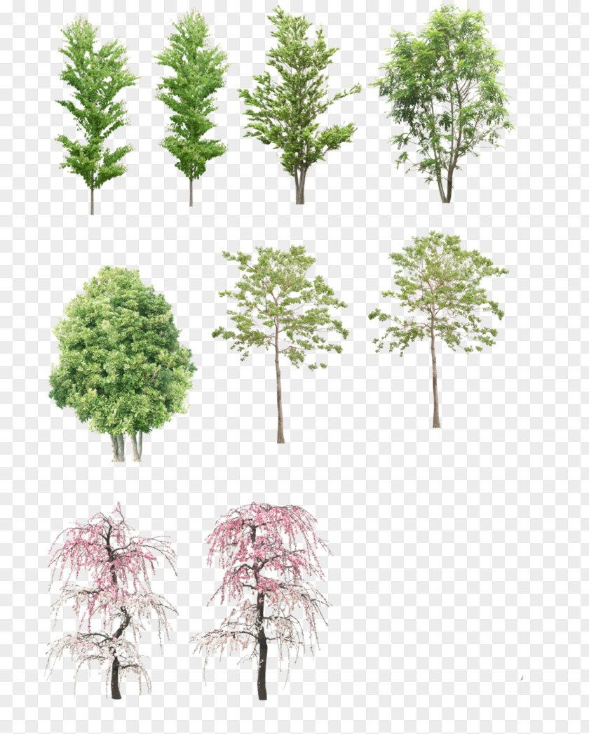 Plant Landscape Architecture Architectural Drawing PNG