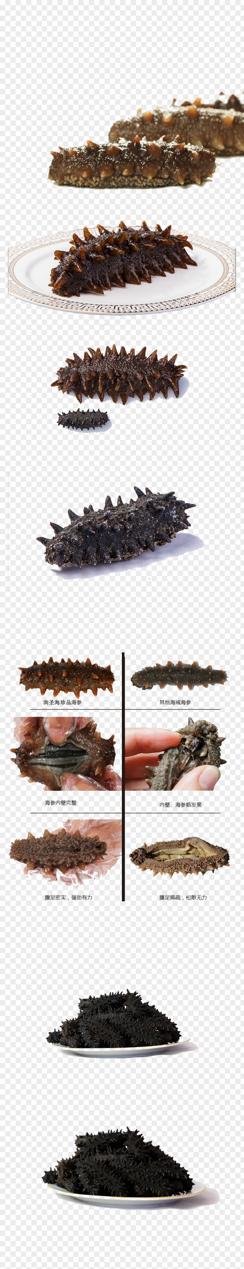 Sea Cucumber As Food PNG