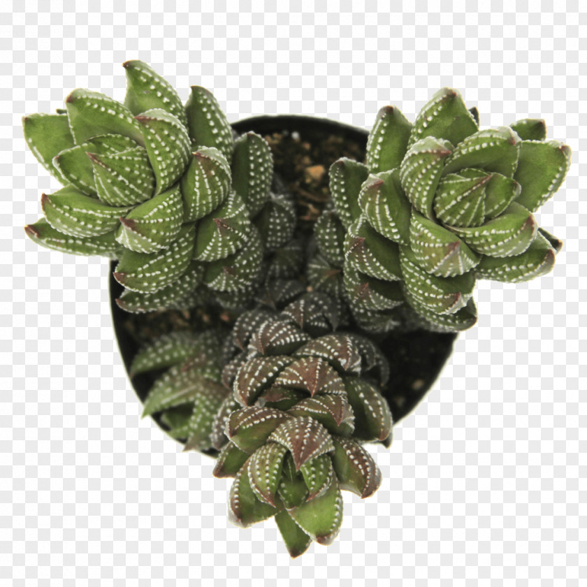 Suculent Haworthiopsis Reinwardtii Haworthia Crassula Perforata Plant PNG
