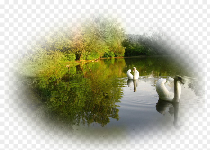 Swan Desktop Wallpaper Cygnini Environment Canvas PNG
