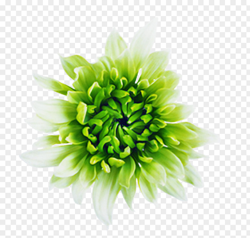 Zinnia Artificial Flower Flowers Background PNG