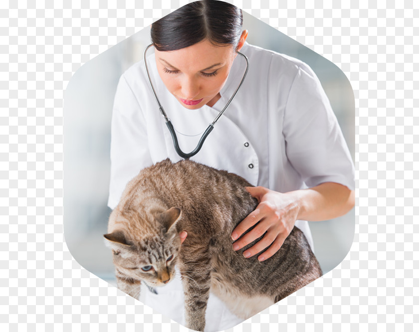 Cat Landing Page Domestic Short-haired Clinic Medicine PNG