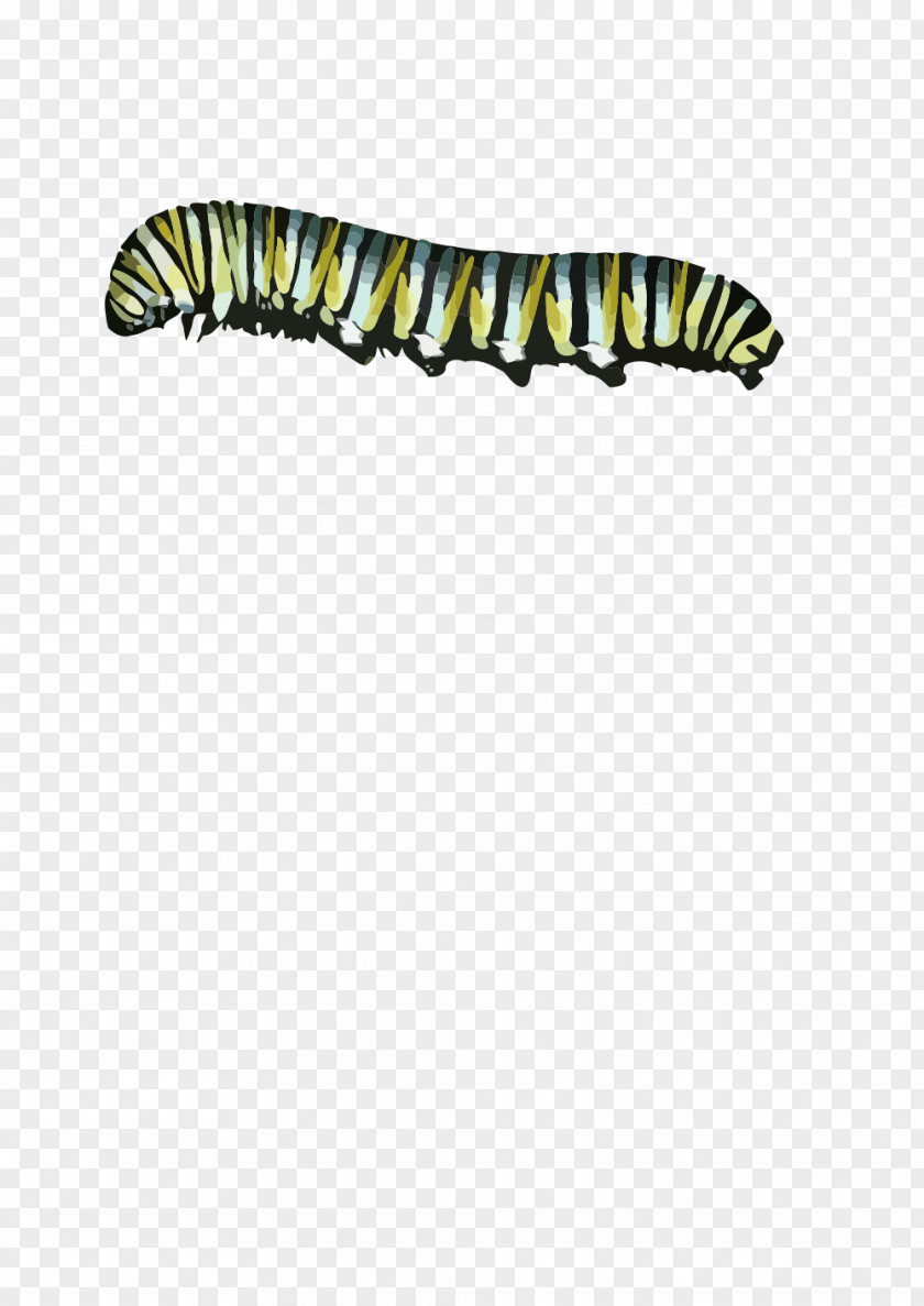 Caterpillar Butterfly Clip Art PNG