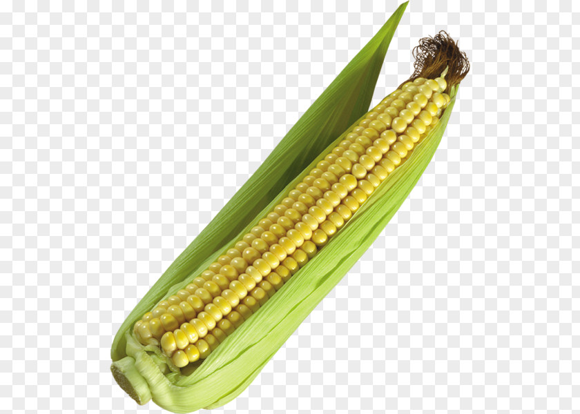 Corn Kernel Icon On The Cob Clip Art Sweet GIF PNG