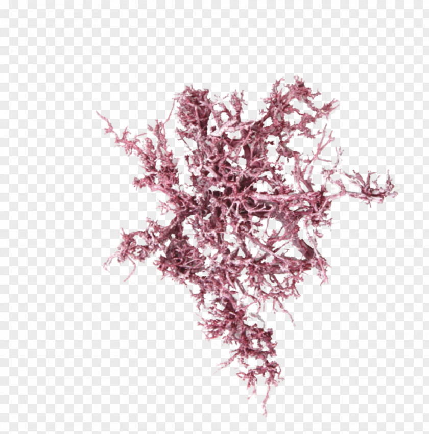 Dry Tree Pink M PNG