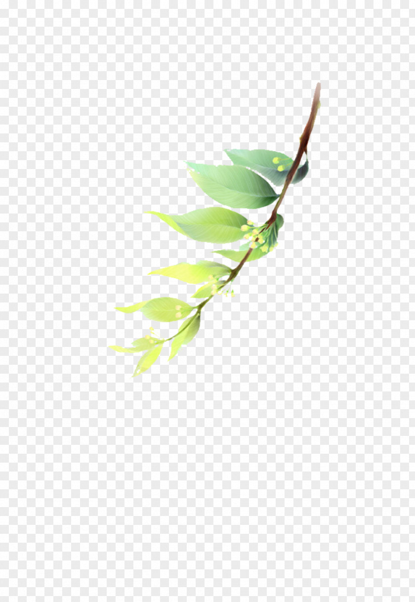 Green Leaves Picture Material Leaf Illustration PNG