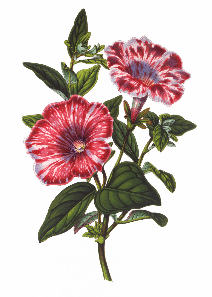 Jasmine Flowers Botanical Illustration Botany Drawing PNG