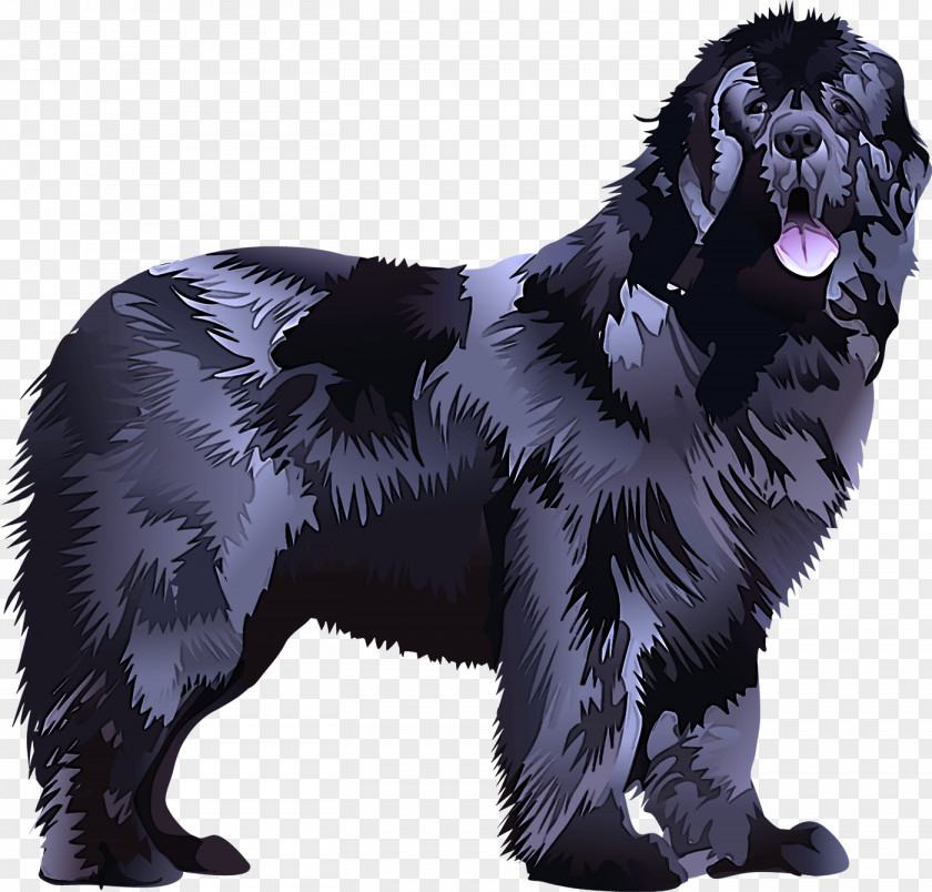 Rare Breed Dog Sporting Group Newfoundland Giant (dog) PNG