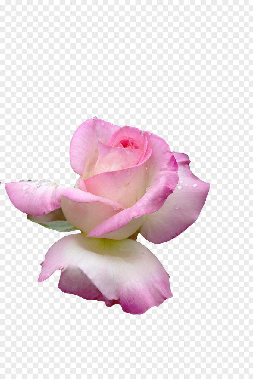 Rose Garden Roses Cabbage Petal Cut Flowers PNG