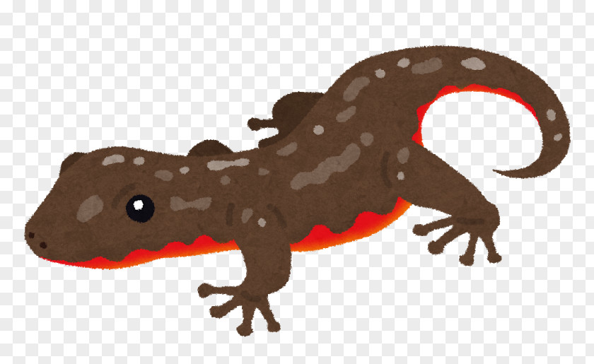 Amphibian Japanese Fire Belly Newt Vertebrate Schlegel's Gecko Reptile PNG