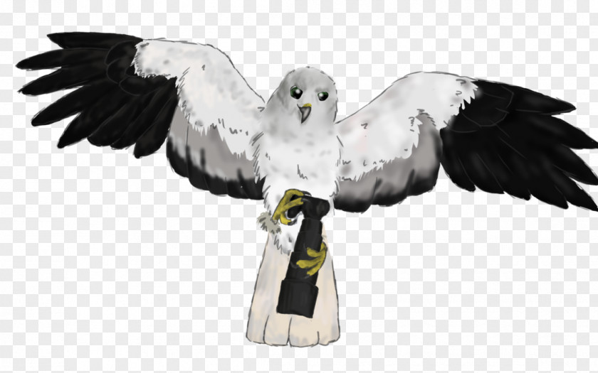 Eagle Owl Beak Feather Falcon PNG