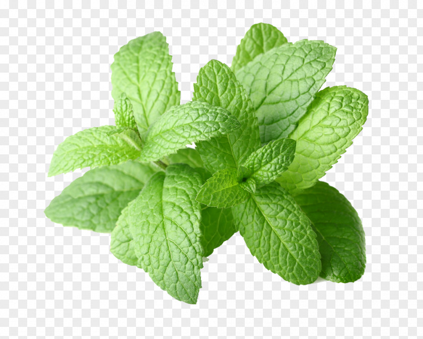 Pepermint Peppermint Mentha Arvensis Spicata Essential Oil PNG