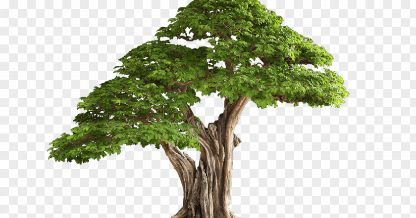 Tree Desktop Wallpaper Clip Art PNG