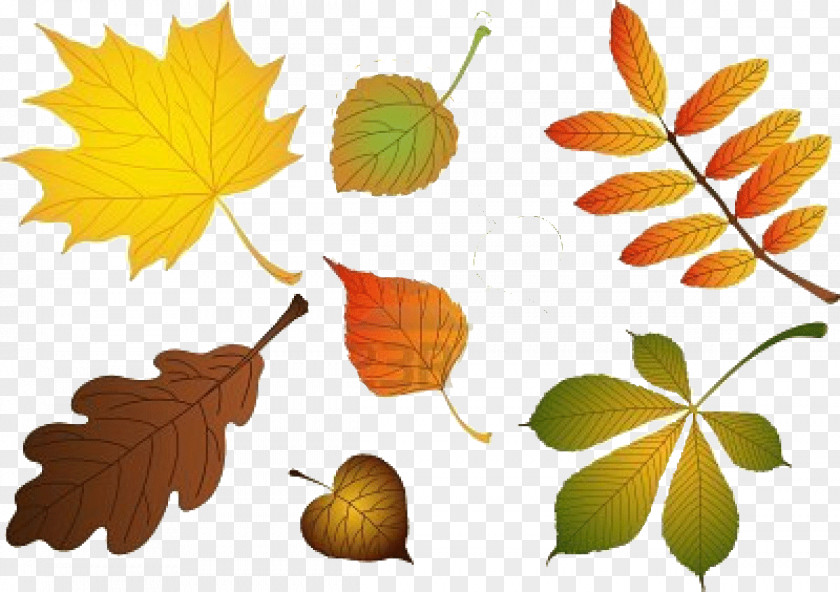 Autumn Leaves Leaf Birch PNG