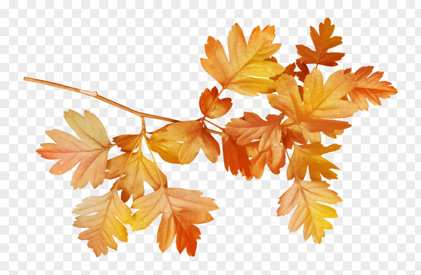 Autumn Leaves Plant Leaf Flower Clip Art PNG