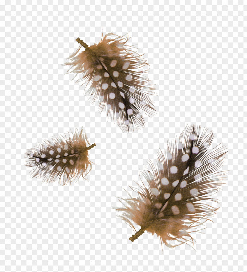Brown Feathers Feather PNG