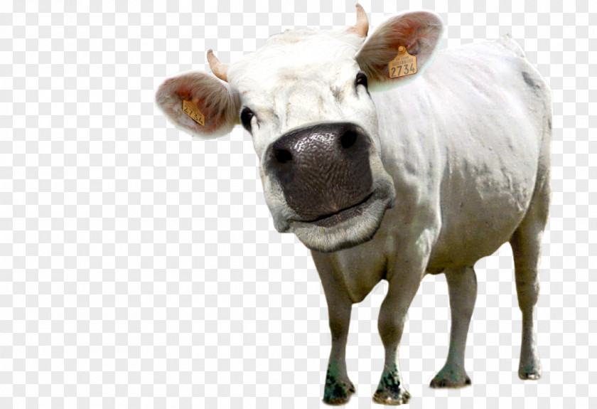 Bull Dairy Cattle Ox PNG