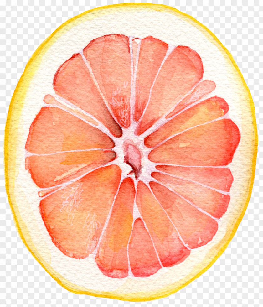 Grapefruit Watercolor Painting PNG