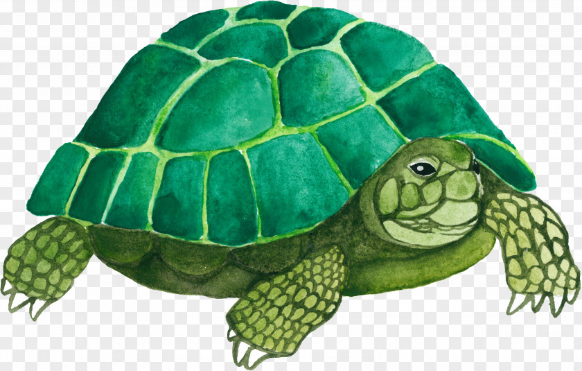 Green Turtle Sea Tortoise Emydidae PNG