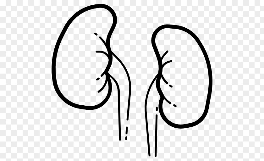 Kidney Medicine Clip Art PNG