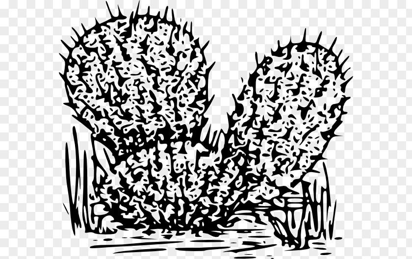 Suculent Cactaceae Drawing Clip Art PNG