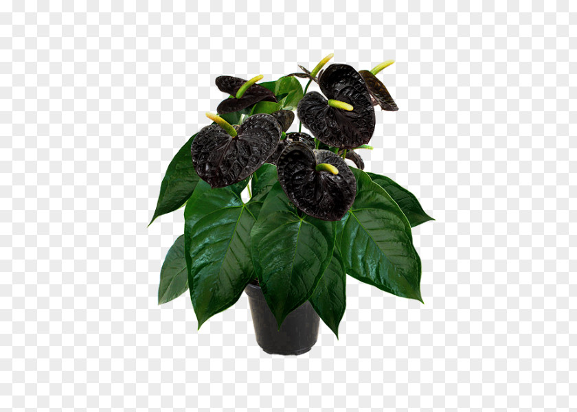 Leaf Flowerpot Fruit PNG